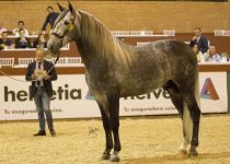 W QUILATE DE LA ROSA, BRONCE EN POTROS DE TRES ANOS